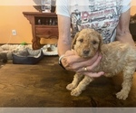 Small Photo #6 Miniature Labradoodle Puppy For Sale in MARICOPA, AZ, USA