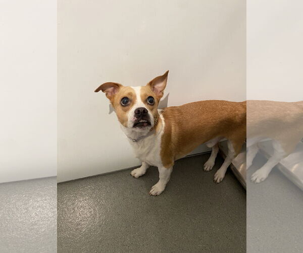 Medium Photo #11 Chiweenie Puppy For Sale in San Francisco, CA, USA