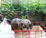 Small Photo #2 Cocker Spaniel-Poodle (Miniature) Mix Puppy For Sale in DUBARD, MS, USA