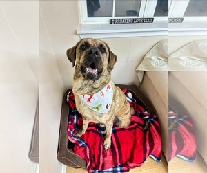 Mastiff-Unknown Mix Dogs for adoption in Rockaway, NJ, USA