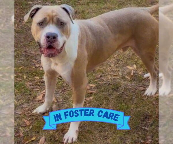 Medium Photo #2 American Bulldog-Unknown Mix Puppy For Sale in Tallahassee, FL, USA