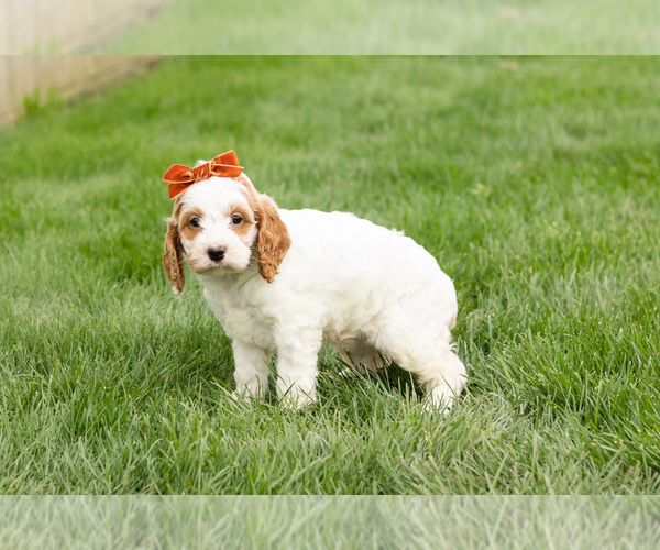 Medium Photo #4 Cockapoo (Miniature) Puppy For Sale in NAPPANEE, IN, USA