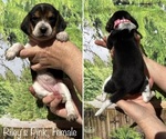 Puppy Pink Collar Beagle