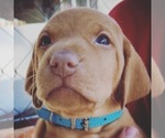 Small Photo #3 Vizsla Puppy For Sale in AGUA DULCE, CA, USA