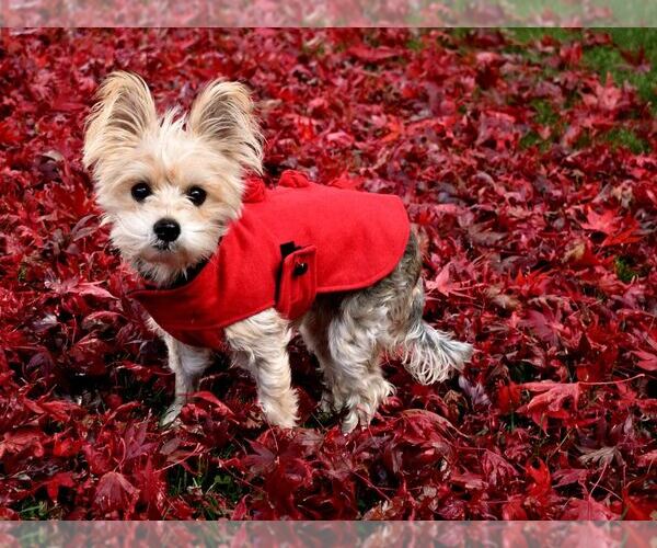 Medium Photo #1 Mutt Puppy For Sale in Allentown,, PA, USA