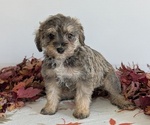 Small #4 Schnoodle (Miniature)