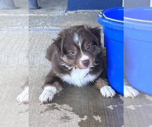 Miniature Australian Shepherd Puppy for sale in CANTON, TX, USA