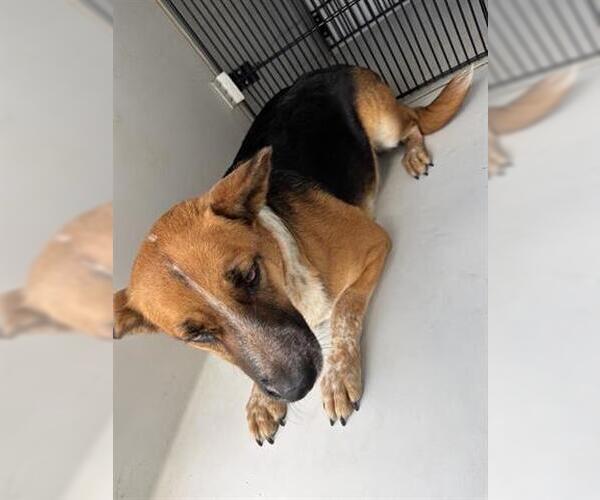 Medium Photo #1 German Shepherd Dog-Unknown Mix Puppy For Sale in Houston, TX, USA