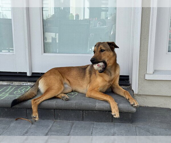 Medium Photo #2 Mutt Puppy For Sale in San Diego, CA, USA