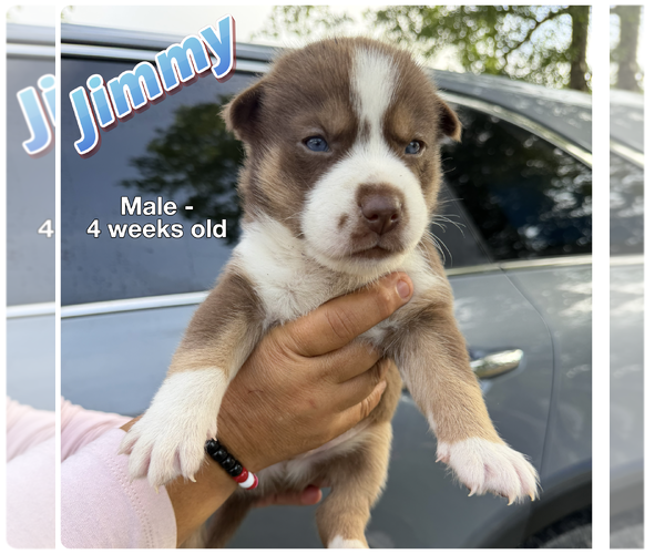 Medium Photo #4 Australian Shepherd-Unknown Mix Puppy For Sale in The Woodlands, TX, USA