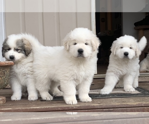 Medium Photo #1 Great Pyrenees Puppy For Sale in PARTLOW, VA, USA
