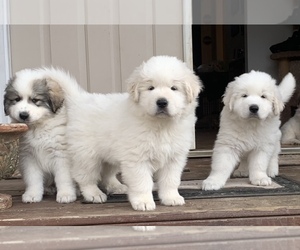 Great Pyrenees Puppy for sale in PARTLOW, VA, USA