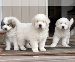Small Photo #1 Great Pyrenees Puppy For Sale in PARTLOW, VA, USA