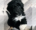 Small Photo #69 Golden Mountain Doodle  Puppy For Sale in REYNOLDSBURG, OH, USA