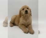 Small Photo #20 Golden Retriever Puppy For Sale in OCALA, FL, USA
