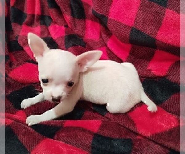 Medium Photo #6 Chihuahua Puppy For Sale in MIAMI BEACH, FL, USA