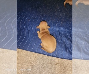Dachshund Puppy for sale in NORFOLK, VA, USA