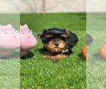 Small Photo #9 Yorkshire Terrier Puppy For Sale in SIMI VALLEY, CA, USA