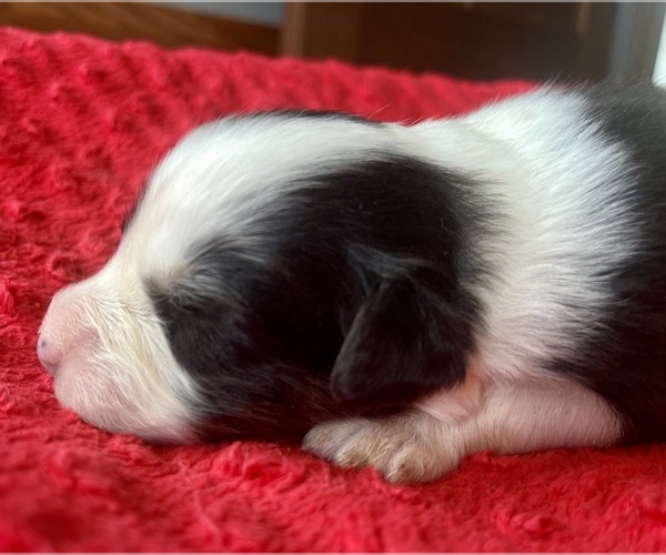 Medium Photo #5 Australian Shepherd Puppy For Sale in LODA, IL, USA