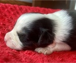 Small #4 Australian Shepherd
