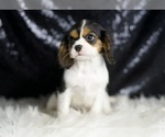 Small #6 Cavalier King Charles Spaniel