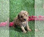 Small #29 Poodle (Toy)