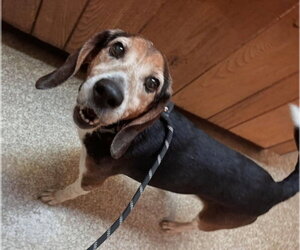 Denton - Male Beagle Dog for Adoption - Photo #4