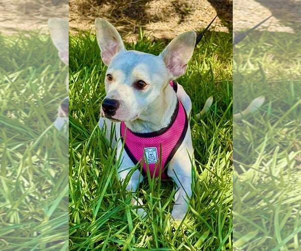 Medium Photo #1 Chihuahua-Unknown Mix Puppy For Sale in San Diego, CA, USA