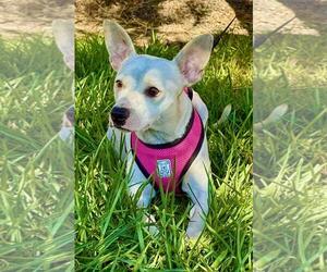 Chihuahua-Unknown Mix Dogs for adoption in San Diego, CA, USA