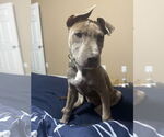 Small #1 Blue Lacy-Labrador Retriever Mix