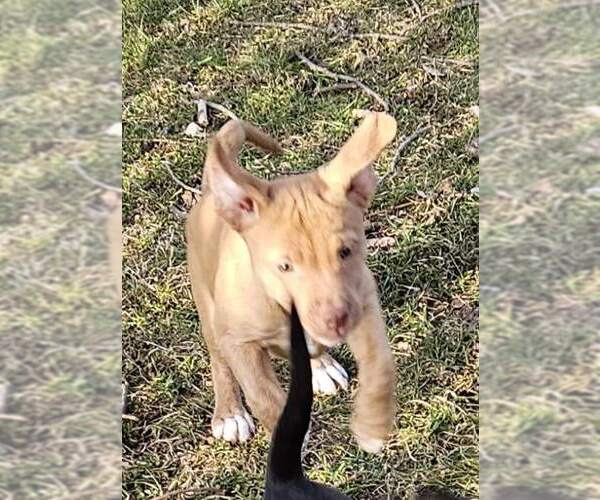 Medium Photo #19 Golden Retriever-Unknown Mix Puppy For Sale in Columbus, IN, USA