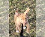 Small #18 Golden Retriever Mix