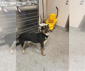 German Shepherd Dog-Unknown Mix Dogs for adoption in Houston, TX, USA