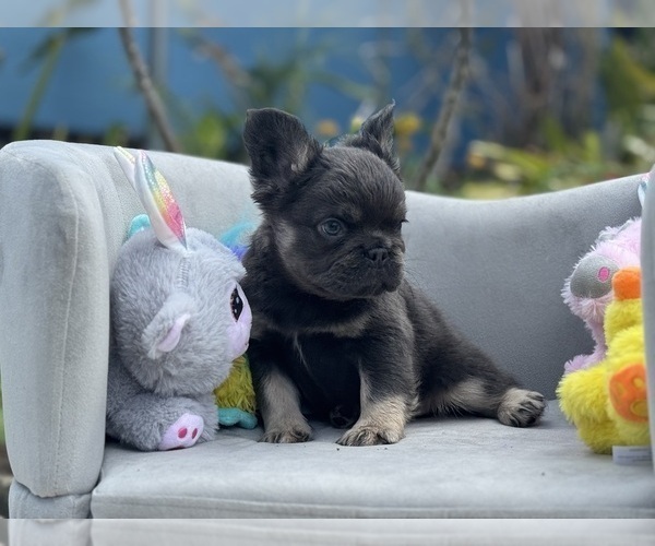 Medium Photo #3 French Bulldog Puppy For Sale in LEHIGH ACRES, FL, USA