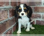 Small #12 Cavalier King Charles Spaniel