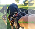 Puppy Black Beauty Daniff-Neapolitan Mastiff Mix