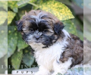 Shih Tzu Puppy for sale in ELIZABETHTOWN, PA, USA