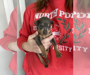 Miniature Pinscher Puppy for sale in DUNN, NC, USA