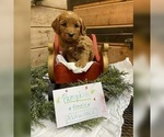 Small Photo #2 Irish Doodle Puppy For Sale in TENINO, WA, USA