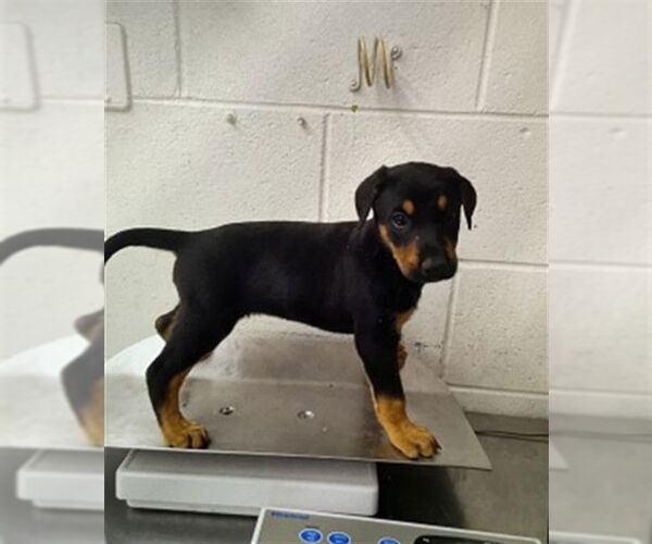 Medium Photo #1 Doberman Pinscher-Unknown Mix Puppy For Sale in San Bernardino, CA, USA
