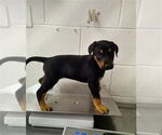 Small Doberman Pinscher Mix