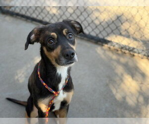 Mutt Dogs for adoption in Tulsa, OK, USA