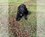 Small #4 Aussiedoodle