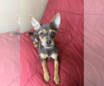 Small #1 Chihuahua Mix