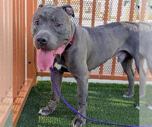 Mutt Dogs for adoption in Las Vegas, NV, USA