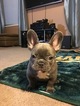 Small Photo #12 French Bulldog Puppy For Sale in CROWS LANDING, CA, USA