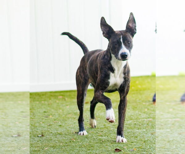 Medium Photo #2 Retriever -Unknown Mix Puppy For Sale in Canton, CT, USA