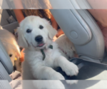 Small #3 English Cream Golden Retriever