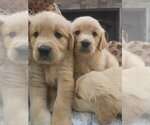 Small #2 Golden Retriever