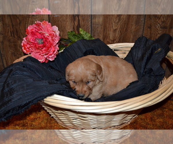 Medium Photo #2 Golden Retriever Puppy For Sale in GREENWOOD, WI, USA